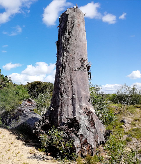 Legno kauri